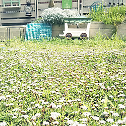 庭/お庭のある暮らし/ヒメイワダレソウ/梅雨の晴れ間/部屋全体のインテリア実例 - 2019-06-13 10:37:23