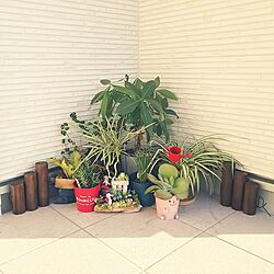 玄関/入り口/観葉植物のインテリア実例 - 2016-11-06 11:42:07
