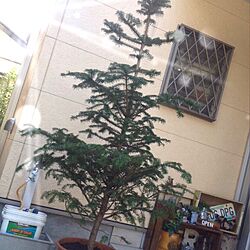 玄関/入り口/植物/ホンモノ/クリスマスツリー/もみの木...などのインテリア実例 - 2013-11-06 07:26:46