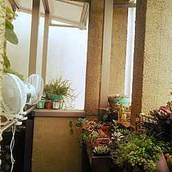 部屋全体/多肉植物/NO GREEN NO LIFE/81組のインテリア実例 - 2015-07-22 13:18:14