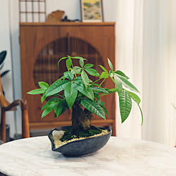 雑貨/植物のある生活/plants/植物が好き/植物love♡...などのインテリア実例 - 2019-08-09 15:14:08