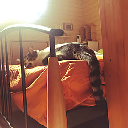 ロフトベッド/ベッドで寝る猫/ねこのいる風景/白キジのん/ベッド周りのインテリア実例 - 2021-08-11 01:25:56