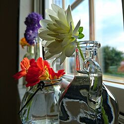棚/庭の花を生ける/窓辺にて/格子の窓枠/いつもいいねやコメありがとうございます♡...などのインテリア実例 - 2016-07-05 15:01:40
