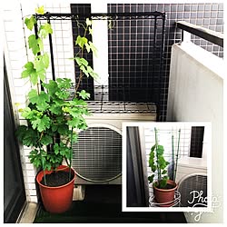 玄関/入り口/家庭菜園/日替わり投稿企画!木曜日/植物/屋外家具...などのインテリア実例 - 2017-05-11 15:44:18