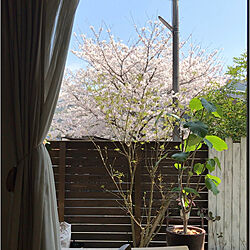 桜満開/贅沢な眺め/桜大好き/窓いっぱいの桜/南向き窓...などのインテリア実例 - 2021-03-24 14:22:18