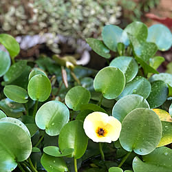 お花が好き/グリーンのある暮らし/グリーン/癒しの空間/花のある暮らし...などのインテリア実例 - 2022-09-05 09:18:42