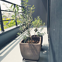 壁/天井/観葉植物/観葉植物のある暮らし/オリーブの木のインテリア実例 - 2019-05-03 10:36:57