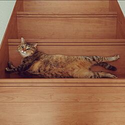 階段/猫/猫と暮らす/猫のいる風景のインテリア実例 - 2023-09-04 19:28:01
