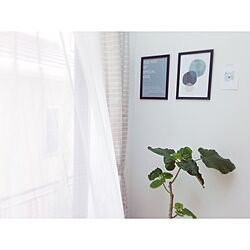 壁/天井/ポスター/ウンベラータ/観葉植物のインテリア実例 - 2014-06-25 09:00:25