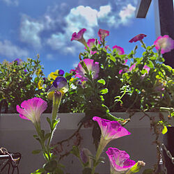 ペチュニアの花/ベランダからの景色/ガーデニング大好き❤/お花大好き♡/見てくれてうれしいです(๑•̀ㅁ•́ฅ✧...などのインテリア実例 - 2020-03-29 11:09:54