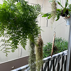 エアープランツ/観葉植物/窓際/苔玉のインテリア実例 - 2021-05-16 08:51:02