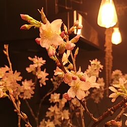 キッチン/夜桜/札幌の桜はまだまだ先/夫のお土産/さくらのインテリア実例 - 2017-03-22 22:52:29