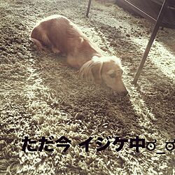 リビング/☆chula☆/犬部♪のインテリア実例 - 2015-11-12 08:40:00