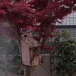 玄関/入り口/巣箱/植物のインテリア実例 - 2014-05-04 16:04:07