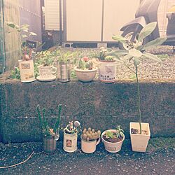 部屋全体/植物のインテリア実例 - 2013-11-08 15:01:48