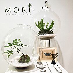 部屋全体/terrarium /観葉植物/雑貨/DIYのインテリア実例 - 2016-12-30 13:57:10