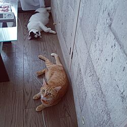 壁/天井/1K/一人暮らし/猫の居る暮らし(*˙︶˙*)☆*°/ペットのインテリア実例 - 2015-07-28 15:09:34