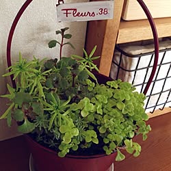 机/多肉植物♥︎/カメラマークが気になってのインテリア実例 - 2014-05-13 15:33:28