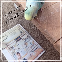 棚/come home！37/インコ部のインテリア実例 - 2014-08-28 16:03:39