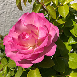 薔薇/鉢植え/花のある暮らし/ストロベリーアイス/玄関/入り口のインテリア実例 - 2021-04-27 22:19:41