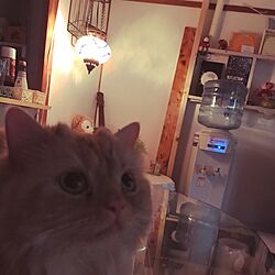 リビング/DIY/アンティーク/トルコランプ/うちの猫のインテリア実例 - 2017-05-26 02:21:54