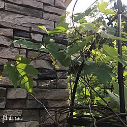 玄関/入り口/2017.5.26/蔓性植物好き/生まれたてぶどうの実/模擬石貼り外壁...などのインテリア実例 - 2017-05-26 10:26:27