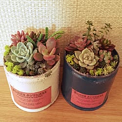 机/リメ缶/多肉の寄せ植え/多肉植物/succulent plantsのインテリア実例 - 2015-12-16 09:39:07