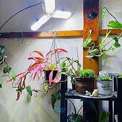 植物照明器具/空間づくり/観葉植物のある暮らし/グリーンのある暮らし♡/植物ある暮らし...などのインテリア実例 - 2023-04-16 22:02:30