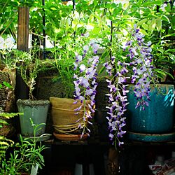 玄関/入り口/植物のある生活/植物のある暮らし/花のある生活/植物...などのインテリア実例 - 2017-05-07 15:13:56