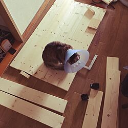 棚/猫のいる生活/DIYのインテリア実例 - 2016-10-03 18:00:07