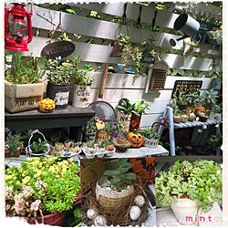 机/セダム♡/観葉植物/雑貨/DIY...などのインテリア実例 - 2015-08-27 14:57:18