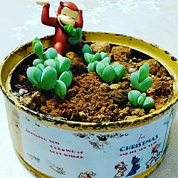 リビング/ガーデニング多肉植物/succulent plants/ベランダガーデン/植物...などのインテリア実例 - 2017-02-10 22:32:23