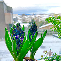 雪/NO GREEN NO LIFE/植物のある暮らし/花のある暮らし/窓辺の風景...などのインテリア実例 - 2021-01-08 08:17:21