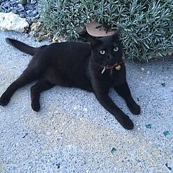 黒猫/ナチュラル/好きなもの/海が見える家/海のある暮らし...などのインテリア実例 - 2016-11-04 18:22:54