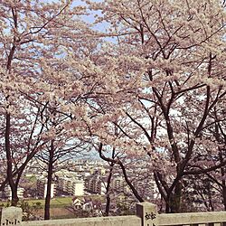 花見/桜のインテリア実例 - 2016-04-06 03:38:18