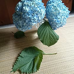 壁/天井/紫陽花の葉っぱではありません♪/多肉初心者/多肉植物/雑貨...などのインテリア実例 - 2016-06-29 08:56:52