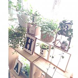 棚/植物/団地生活/RCの出会いに感謝♡/フォローして頂きありがとうございます！...などのインテリア実例 - 2015-11-19 07:37:02