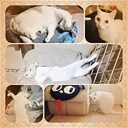 猫のインテリア実例 - 2013-03-04 00:14:16