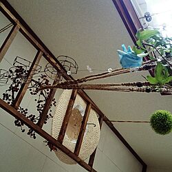 壁/天井/天井/DIY/賃貸でも楽しく♪/観葉植物...などのインテリア実例 - 2014-08-16 14:20:06