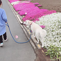 芝桜/ラブラドールレトリバー/お散歩/いぬと暮らす/玄関/入り口...などのインテリア実例 - 2020-04-13 17:27:47