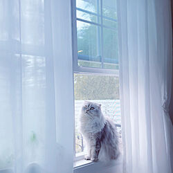 ねこ部/ねこと暮らす/ねこのいる日常/窓辺の猫/猫とカーテン...などのインテリア実例 - 2022-11-19 15:00:00