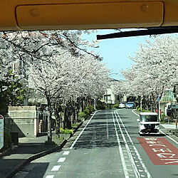 晴れ/桜/桜吹雪/いいね♪いつもありがとうございます❤️/最高...などのインテリア実例 - 2021-03-30 22:13:58