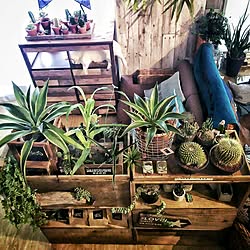 部屋全体/植物のある暮らし/【植中毒】/ツンツン/猫と植物の共存...などのインテリア実例 - 2016-08-01 20:03:37