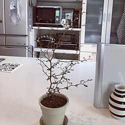 キッチン/写真むずかしい/新芽が！/無印良品/IKEA...などのインテリア実例 - 2017-04-29 10:01:57