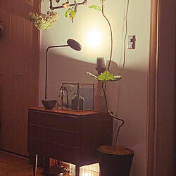 イッペルリグ/IKEA/植物のある暮らし/明かりのある暮らし/ライトアップ...などのインテリア実例 - 2023-08-14 05:16:38