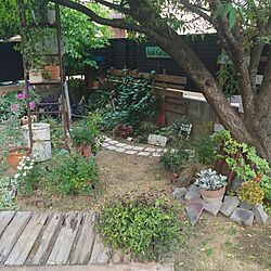 キッチン/植物/ガーデン/お庭/NO GREEN NO LIFE...などのインテリア実例 - 2016-06-08 20:28:17