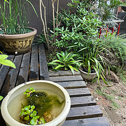 メダカ飼いました/メダカ鉢/メダカ/雨の日の楽しみ方/植物...などのインテリア実例 - 2022-06-12 16:52:20