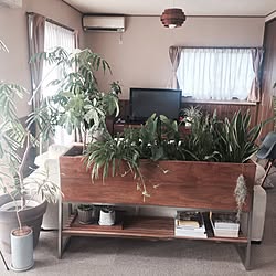 部屋全体/観葉植物/グリーンのある暮らし/ボタニカルライフ/ソファーまわり...などのインテリア実例 - 2016-12-01 08:28:13