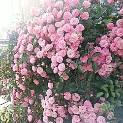 キッチン/薔薇の花園/最後まで愛する/植物のある暮らし/花のある暮らし...などのインテリア実例 - 2017-07-02 19:03:29