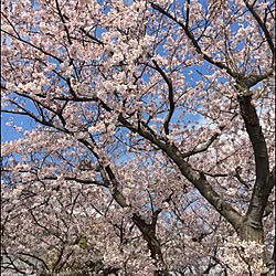 玄関/入り口/桜/借景/子供部屋からの眺め☻のインテリア実例 - 2015-04-02 10:01:35